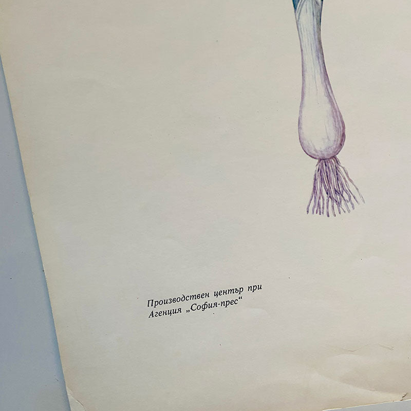Botanical print / illustration, "Onion", by Peter Ivanov, "Sofia-press", Bulgaria, 1970s
