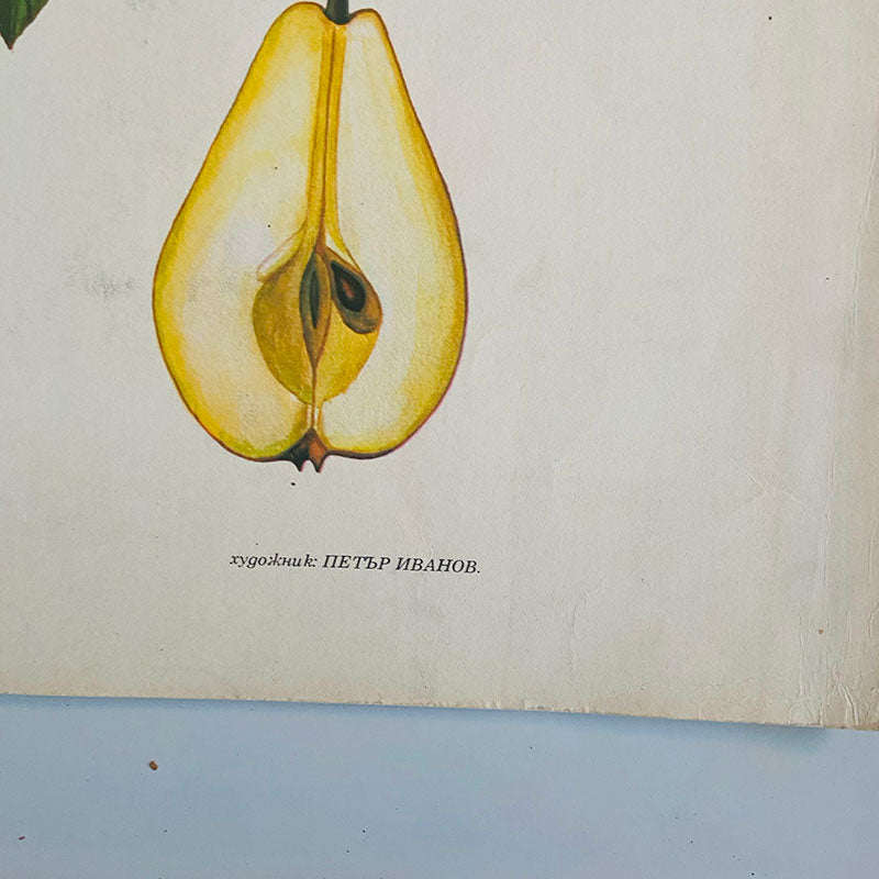 Botanical print / illustration, "Pears", by Peter Ivanov, "Sofia-press", Bulgaria, 1970s