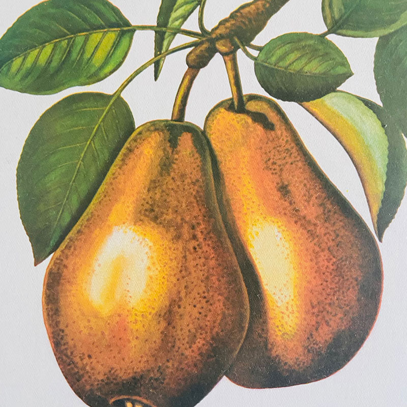 Botanical print / illustration, "Pears", by Peter Ivanov, "Sofia-press", Bulgaria, 1970s