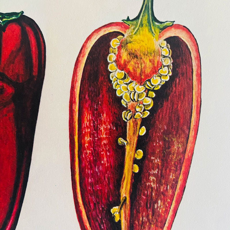 Botanical print / illustration, "Pepper", by Peter Ivanov, "Sofia-press", Bulgaria, 1970s
