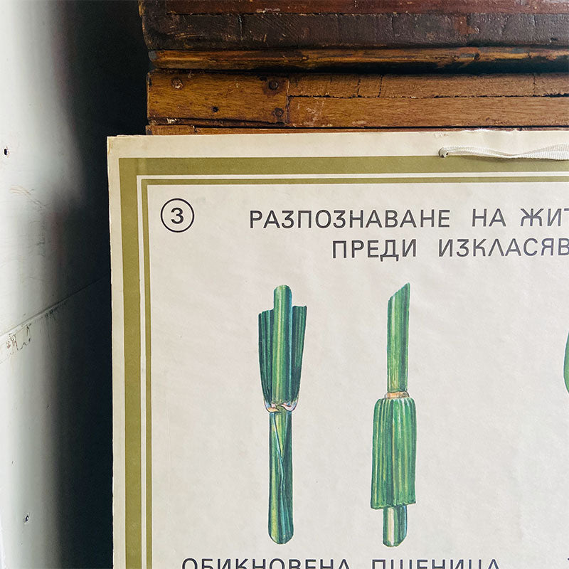 Botanical print / illustration, "Recognition of cereal plants no3", by Vasil Ivanov, Bulgaria, 1970s
