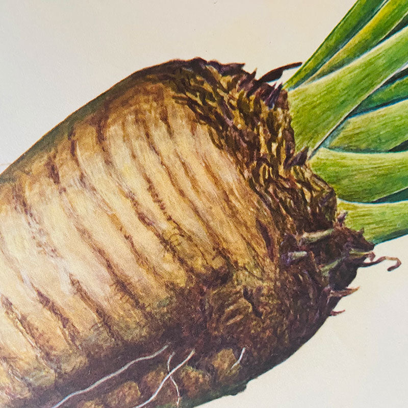 Botanical print / illustration, "Sugar beet", by Peter Ivanov, "Sofia-press", Bulgaria, 1970s