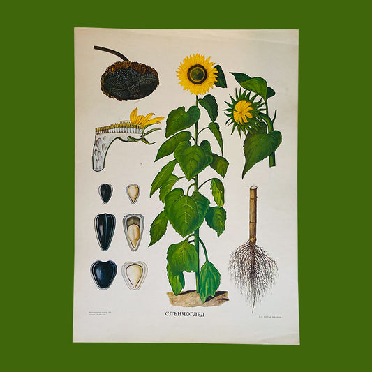 Botanical print / illustration, "Sunflower", by Peter Ivanov, "Sofia-press", Bulgaria, 1970s