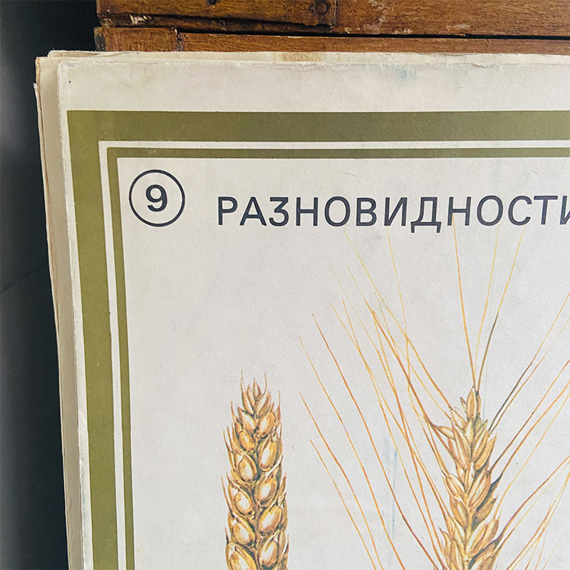 Botanical print / illustration, "Varieties of common and durum wheat no9", by Vasil Ivanov, Bulgaria, 1970s