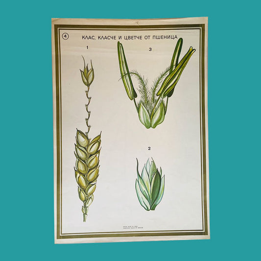 Botanical print / illustration, "Wheat, ear and earle flower no4", by Vasil Ivanov, Bulgaria, 1970s