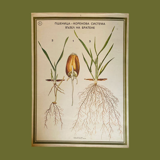 Botanical print / illustration, "Wheat root no1", by Vasil Ivanov, Bulgaria, 1970s