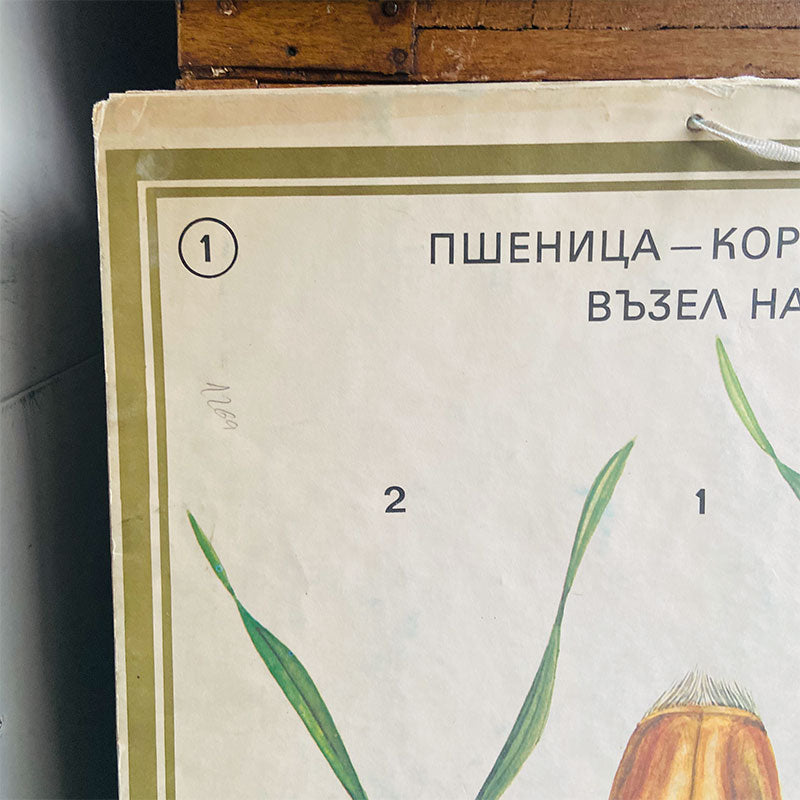 Botanical print / illustration, "Wheat root no1", by Vasil Ivanov, Bulgaria, 1970s