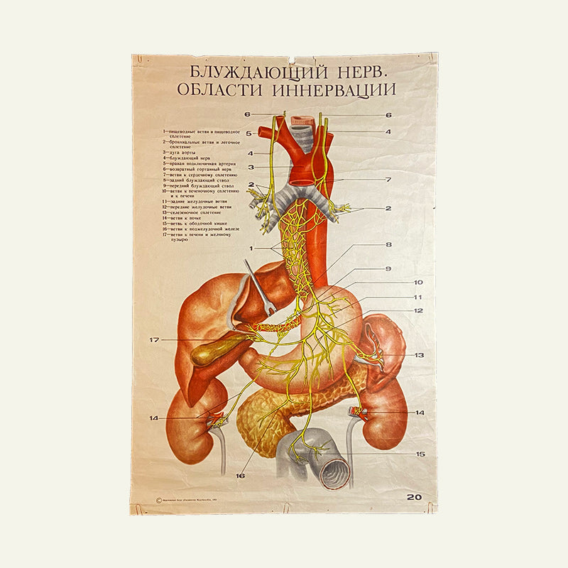 Nervus vagus, Medical poster, Ukrainian SSR, 1985