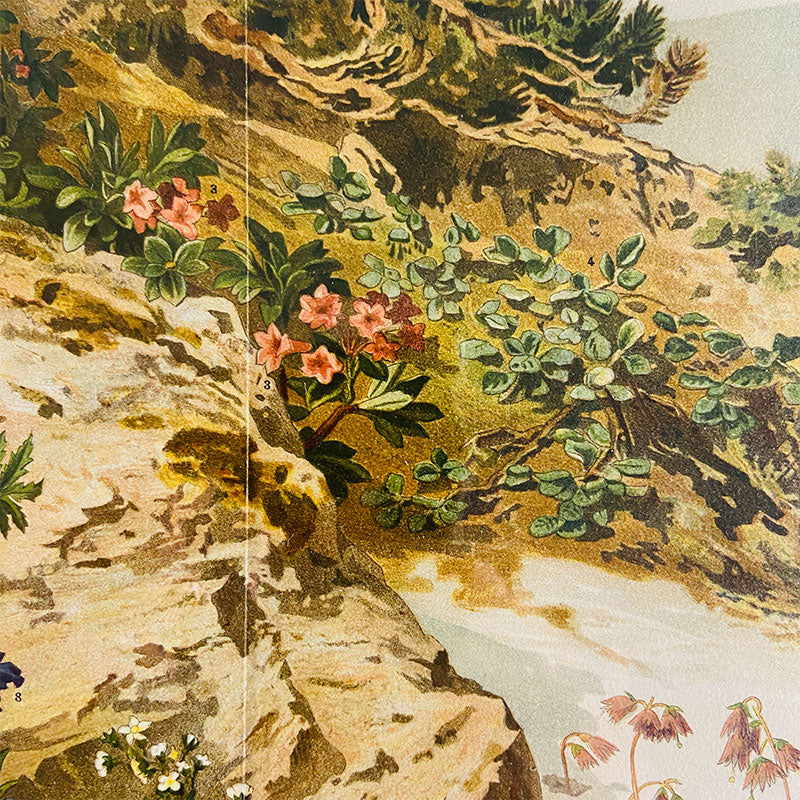 Original botanical colour chromo-lithograph, Alpenpflanzen (Alpine plants), Meyers grosses Konversations-Lexikon, Germany, 1895
