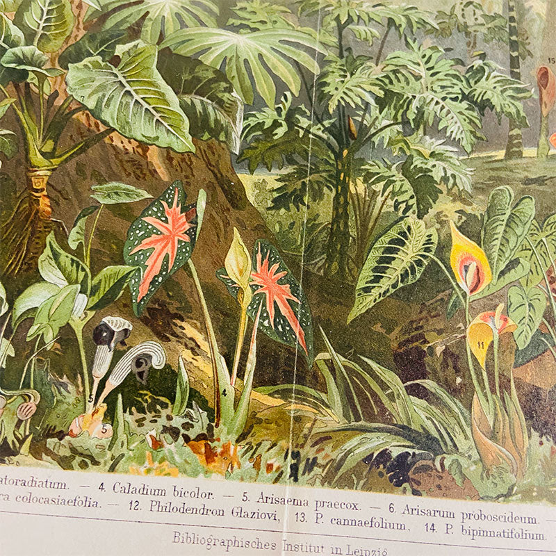 Original botanical colour chromo-lithograph, Arazeen / Araceen, Meyers grosses Konversations-Lexikon, Germany, 1895