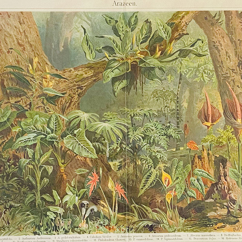 Original botanical colour chromo-lithograph, Arazeen / Araceen, Meyers grosses Konversations-Lexikon, Germany, 1895