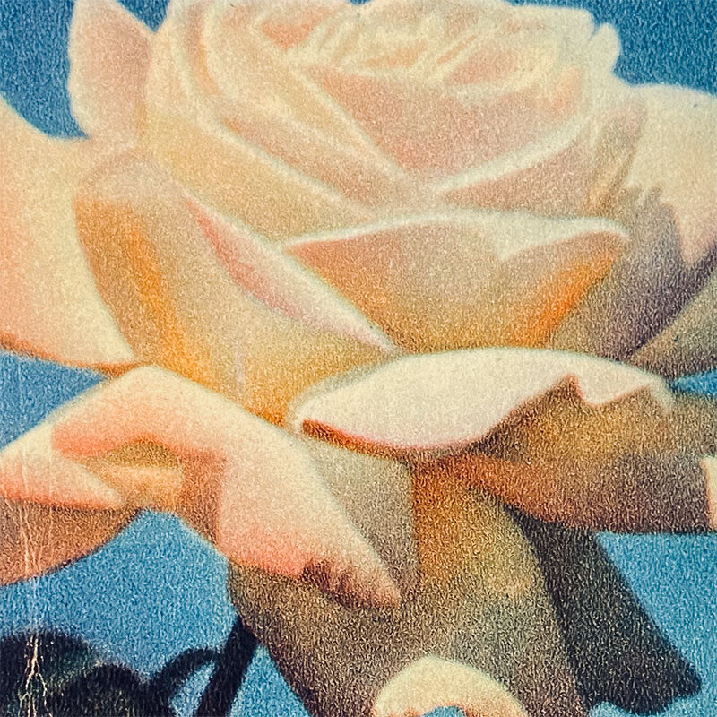Postcard White Rose "Pravda", USSR, 1960s