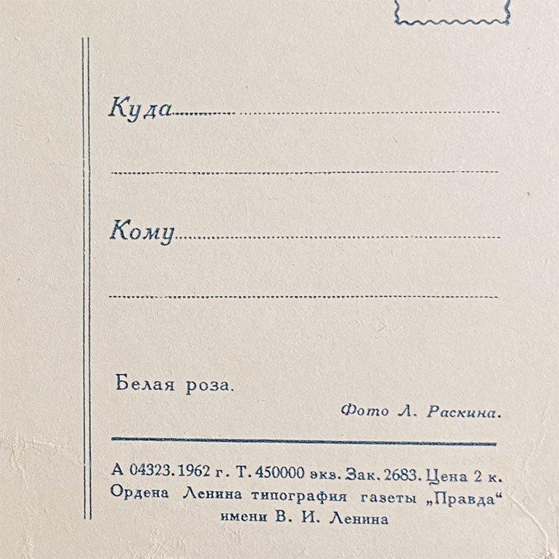 Postcard White Rose "Pravda", USSR, 1960s