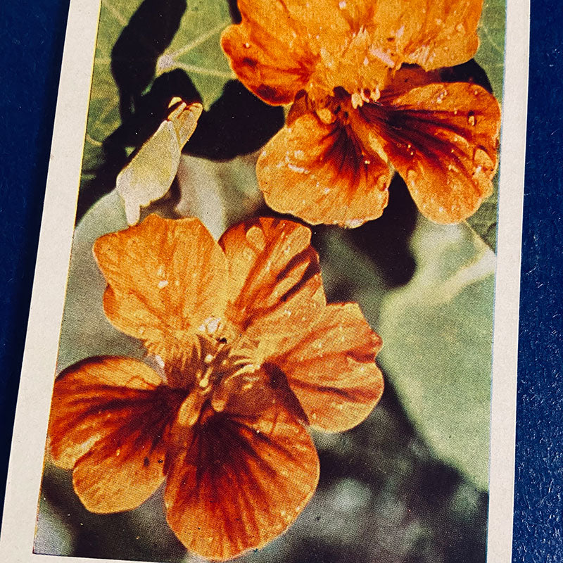 Postcard set with photos of flowers, mostly Roses, Bulgaria, 1961