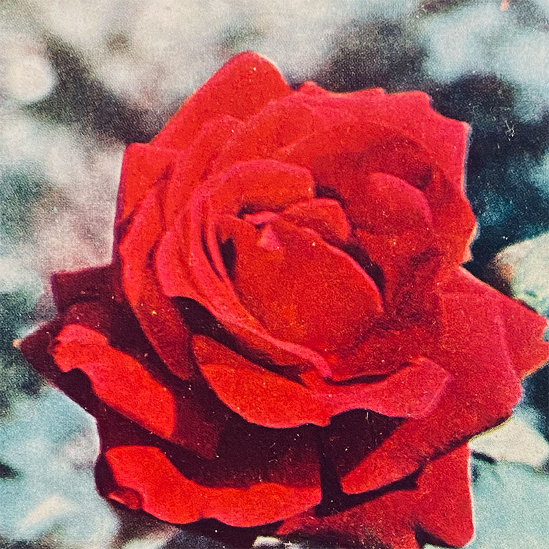 Postcard Rose "Country publishing house, Science and Art", Bulgaria, 1960s