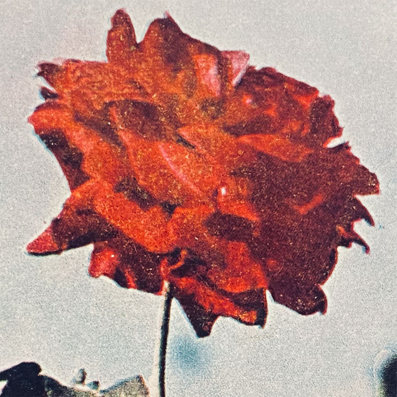 Postcard Rose "Country publishing house, Science and Art", Bulgaria, 1960s