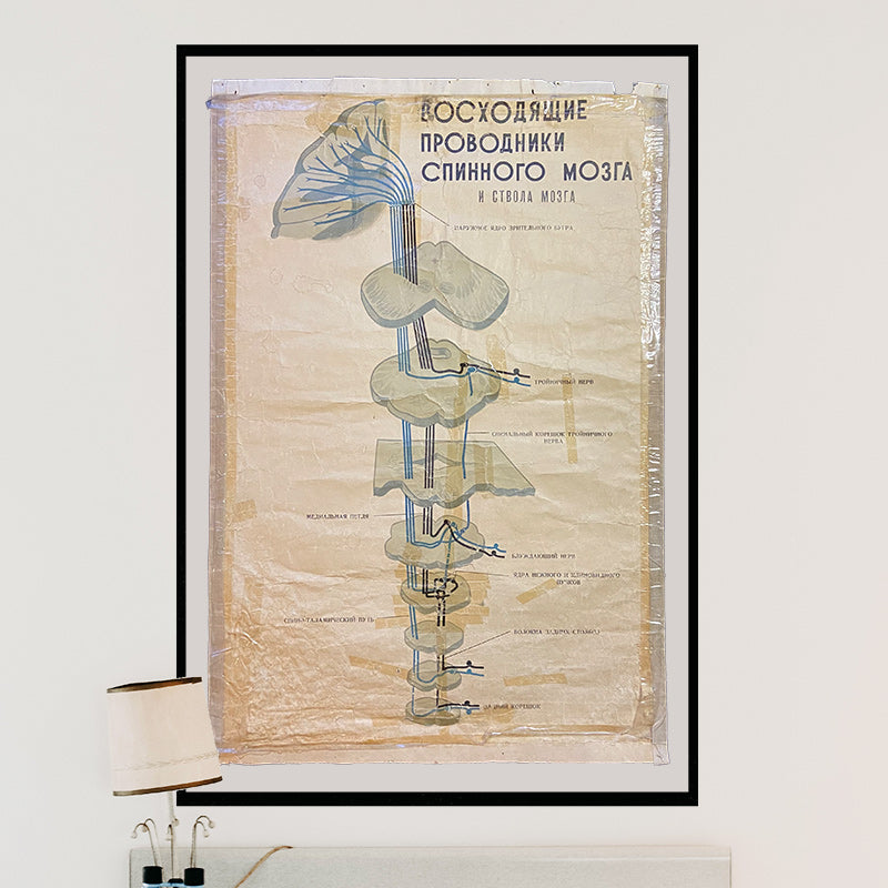 Ascending conductors of the spinal cord, Medical poster, Ukrainian SSR, 1964