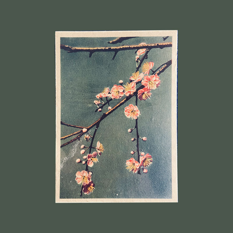 Postcard Peach Bloom / Blossom "Xunhabasa, Hanoi", Vietnam, 1960s